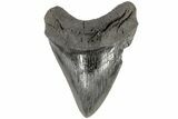 Fossil Megalodon Tooth - South Carolina #170589-1